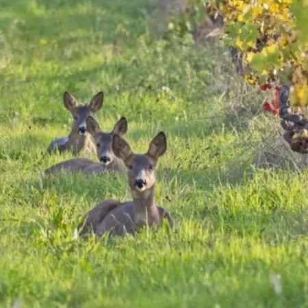 Entre Loire Et Vignes *