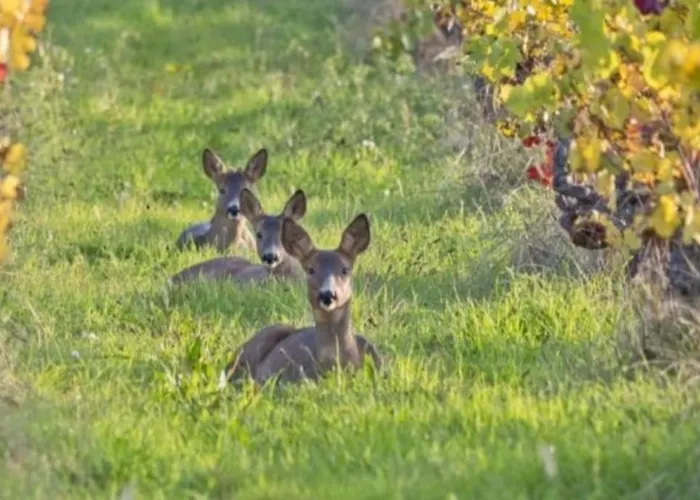 Entre Loire Et Vignes *